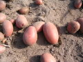 Auf sandigem Boden liegen einige rotschalige Kartoffeln