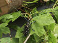 Ein großer ALB-Käfer mit schwarzer Färbung, weißen Punkten und langen Fühlern krabbelt über grünes Blattwerk. (Quelle: LfL)