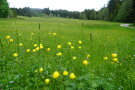 Landschaft mit grüner Wiese, auf der gelbe Blumen blühen. 