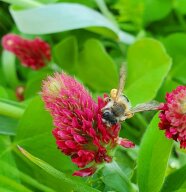 Eine Biene mit Pollenhöschen sitzt auf einer Inkarnatklee-Blüte.