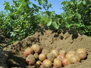 Ausgegrabene Kartoffeln in der Erde, darüber Pflanzen und blauer Himmel