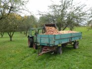 Ein Traktor steht in einer Streuobstwiese und schüttet Streuobstäpfel in einen Anhänger. 