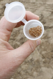 Sesam-Versuchssaatgut für eine Aussaatreihe, in einem kleinen Plastikgefäß. (Foto: B. Gleixner, LfL)