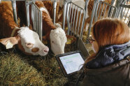 Ein Frau hockt im Rinderstall vor zwei Kühen, hat den Klima-Check-Rechner in der Hand und gibt Daten ein.