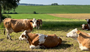 Mehrere Fleckviehrinder auf einer Weide