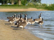 Kanadagänse verschmutzen einen Badestrand am Altmühlsee; das Baden macht keinen Spaß mehr