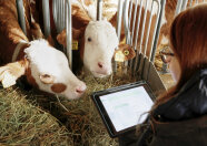 Frau mit Tablet im Kuhstall.