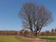 Eine Hecke und ein Baum in einer Agrarlandschaft.