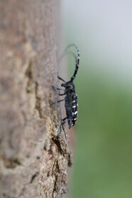 Ein Asiatischer Laubholzbockkäfer sitzt an einem Baum.