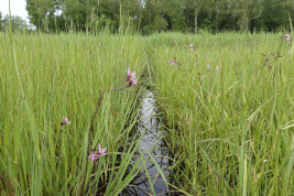 Hell-lila Rohrschwingel wachsen inmitten von hohem Gras auf nassen Moorböden.