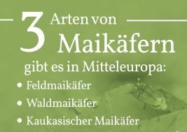 Drei Arten von Maikäfern gibt es in Mitteleuropa: Feldmaikäfer, Waldmaikäfer und Kaukasischer Maikäfer.