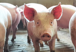 Ein Schwein in einem Stall blickt direkt in die Kamera.