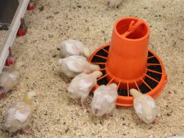 Küken um einen Futternapf mit Eiweissfutter.