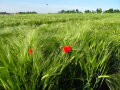Feld mit grünen Ähren und roter Mohnblume.