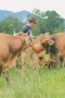 Ein Bauer füttert Kühe aus einem Eimer