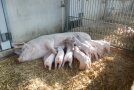 Muttersau liegt im Stroh und säugt ihre Ferkel.