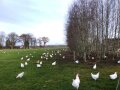 Wiese mit Hühnern und am rechten Rand drei Zeilen mit jungen Bäumen