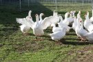 Weiße Gänse auf einer eingezäunten Wiese.