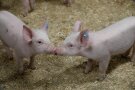 Zwei Ferkel im Stroh stupsen sich an der Nase.