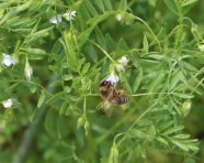 Eine Biene sitzt auf einer kleinblühenden, hell-lilafarbenen Blüte an einer grünen Pflanze.