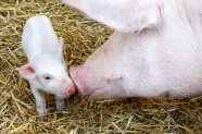 Ferkel mit der Muttersau im Stroh.