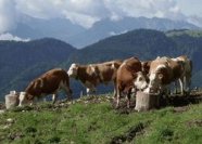 Öko-Rinderhaltung auf der Weide