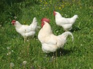 Zwei weiße Hühner und ein weißer Hahn auf einer blühenden Wiese.