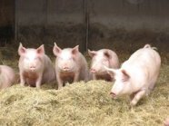 Schweinestall noch ökologischen Richtlinien