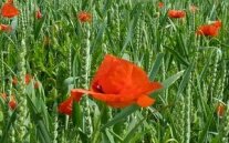 Ökologisches Getreide mit Mohn.