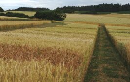 Getreidefeld mit unterschiedlich wachsendem Getreide auf Parzellen
