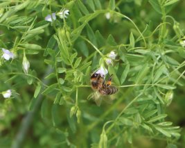 Eine Biene sitzt auf einer kleinblühenden, helllilafarbenen Blüte an einer grünen Pflanze.