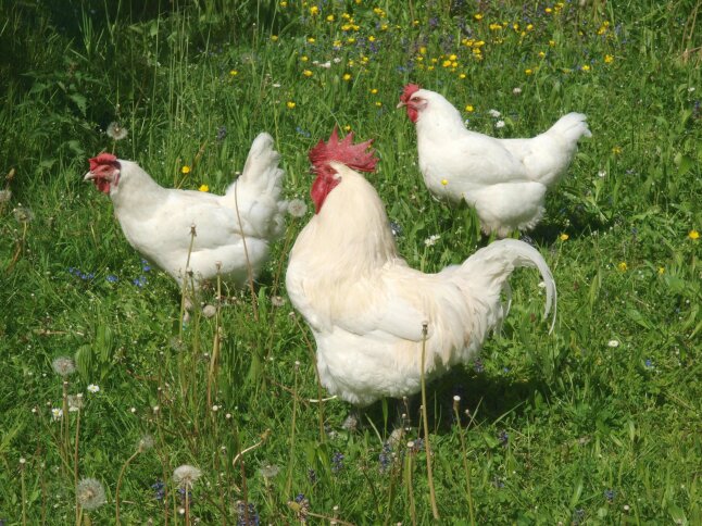Zwei weiße Hühner und ein weißer Hahn auf einer blühenden Wiese.