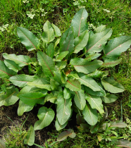 Photo einer Ampferpflanze