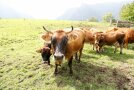 Rinder auf einem Moorstandort