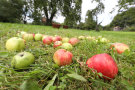 verschiedene Äpfel auf einer Streuobstweise, im Hintergrund ein alter Obstbaum und ein Bienenstock