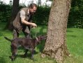 Spürhund im Einsatz an einem Baum
