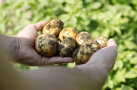 Kartoffeln in Hand