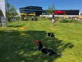 Zwei ALB-Spürhunde liegen auf der Wiese, Person im Hintergrund informiert über deren Einsatz.