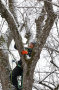 ein Baumkletterer im Baum im Winter