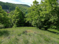 Wiese