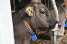 Kuh im Stall mit Sensor