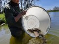 Eine Expertin setzt junge Karpfen aus einer Wanne in den Teich