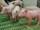 Schweinehaltung Erleben