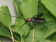 Asiatischer Moschusbockkäfer