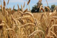 Alte Getreidesorten auf Feldern am LfL-Standort in Ruhstorf a. d. Rott. (Julian Kolb, KErn)
