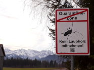 Aufhebung ALB-Quarantänezone in Murnau, Lkr. GAP