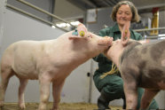 Frau mit zwei Schweinen im Stall
