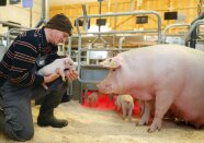 Ein Landwirt kniet bei einer Muttersau und hält eines ihrer Ferkel im Arm.