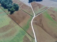 Luftbild Maisfeld Klimawandel Trockenschäden