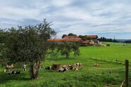 Kühe und Kälber auf einer Weide mit Gehöft im Hintergrund.